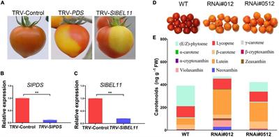 SlBEL11 affects tomato carotenoid accumulation by regulating SlLCY-b2